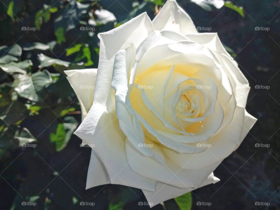 White rose