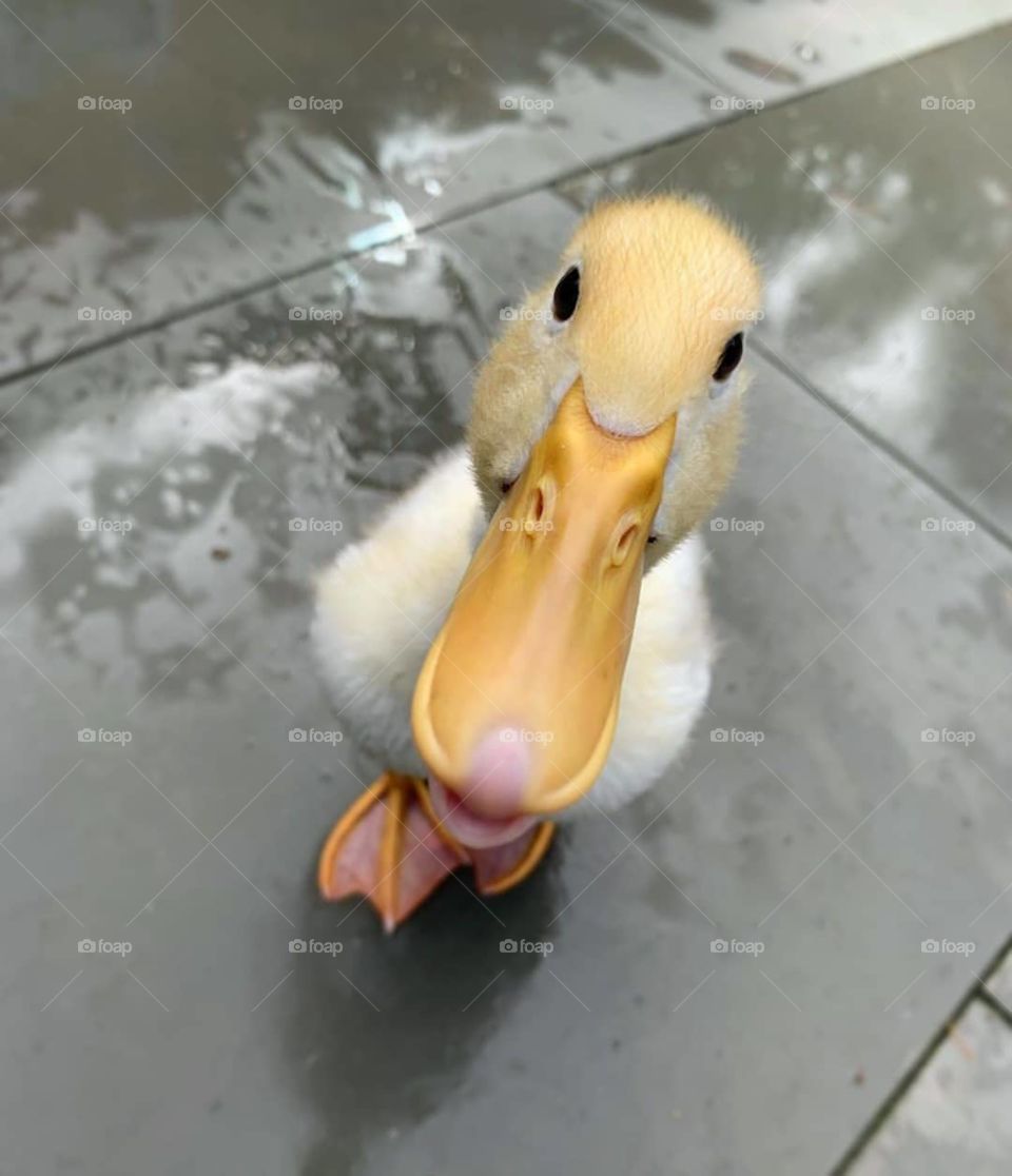 Duck Pic