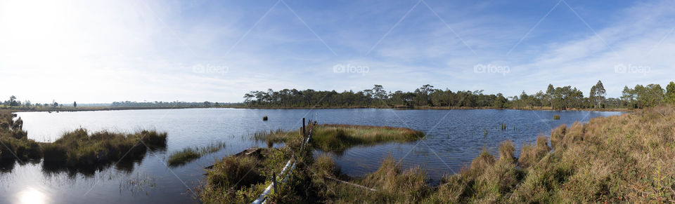 Pond in the forest 