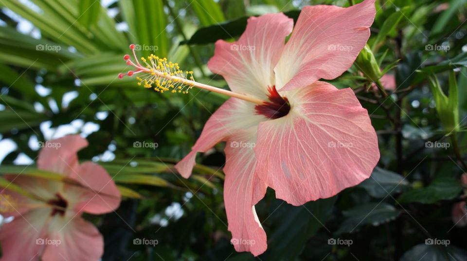 Pink flower