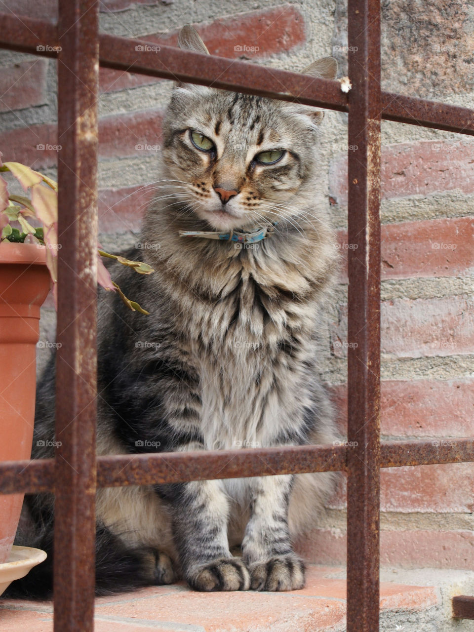 Cat behind metal fence