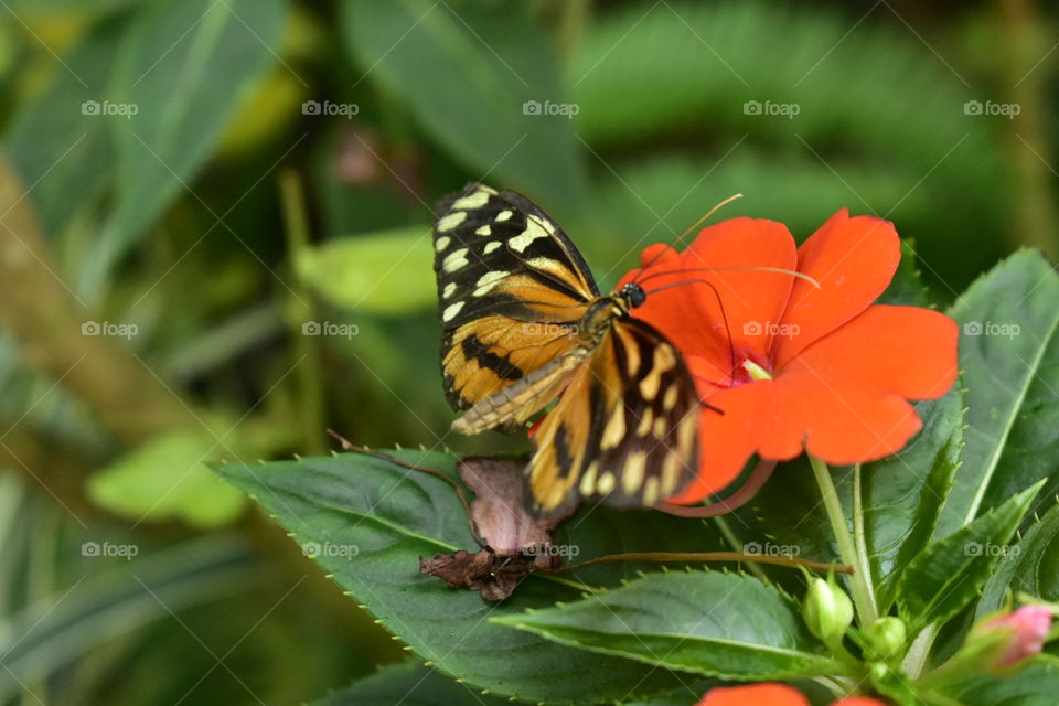 Butterfly conservatory Key West FL