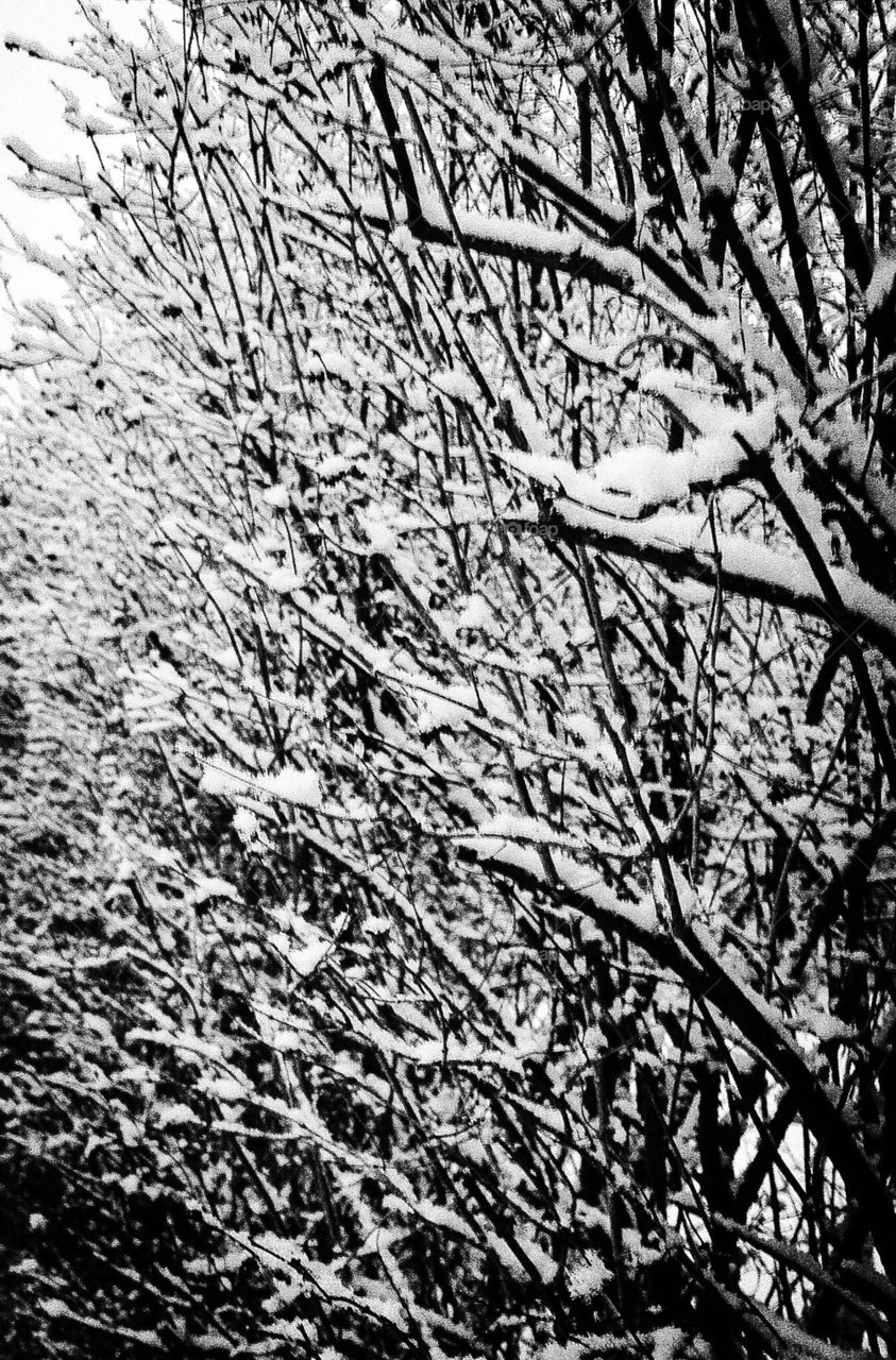 Winterpictures