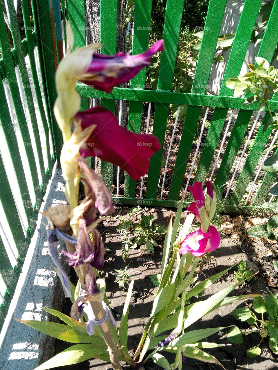 Nature, Flora, Garden, No Person, Leaf