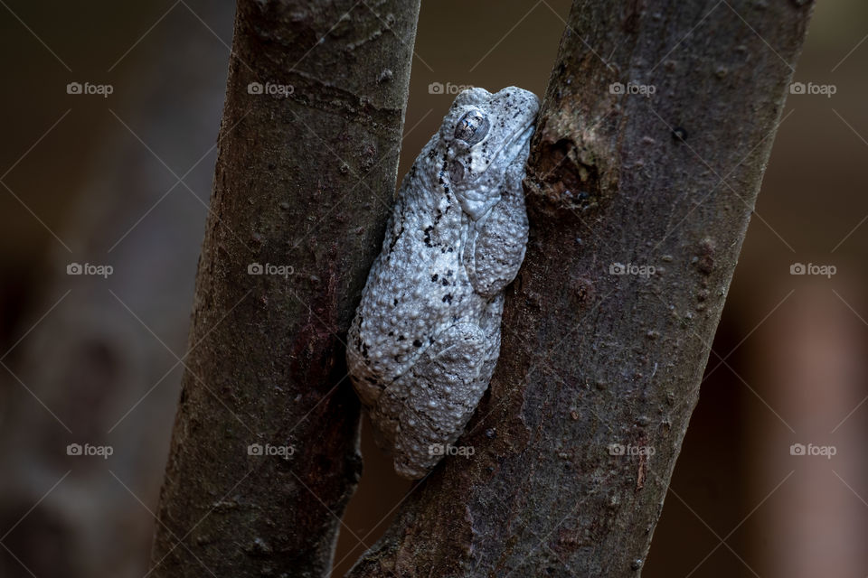 Cope’s Gray Tree Frog comfortably wedged between a couple of branches. Theirs beautiful chirps emphasizes that spring is in full swing. Garner, North Carolina. 