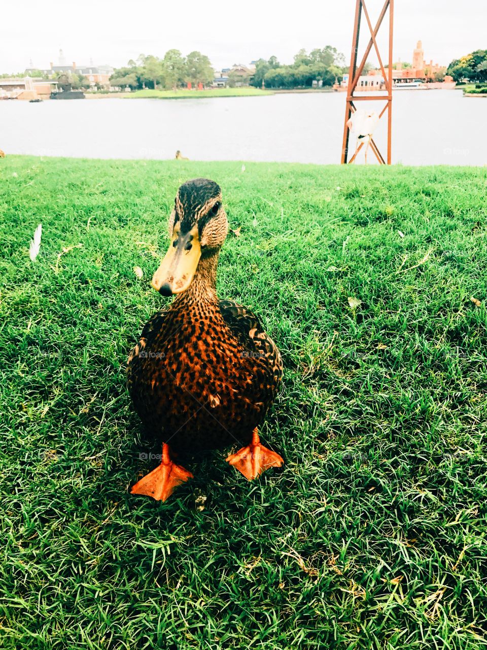 Disney duck at Epcot