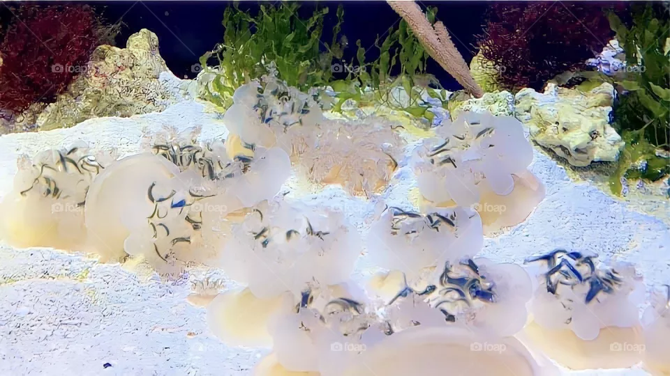 Aquarium shot 