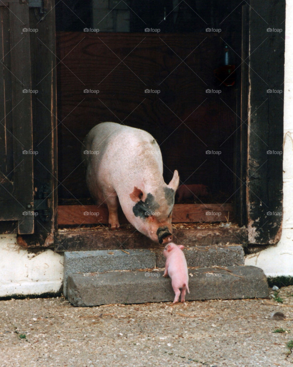 Pig Mother Sow and Piglet