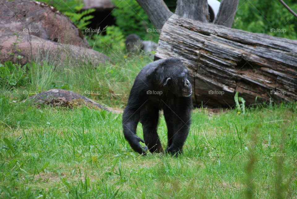 Primate at Furuvik Zoo