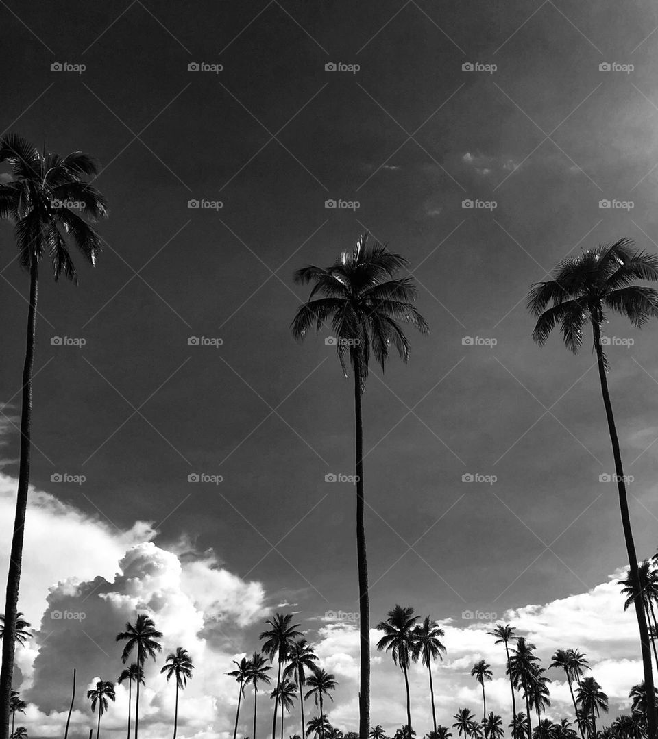 Minimalism dark and white of coconut and sky 