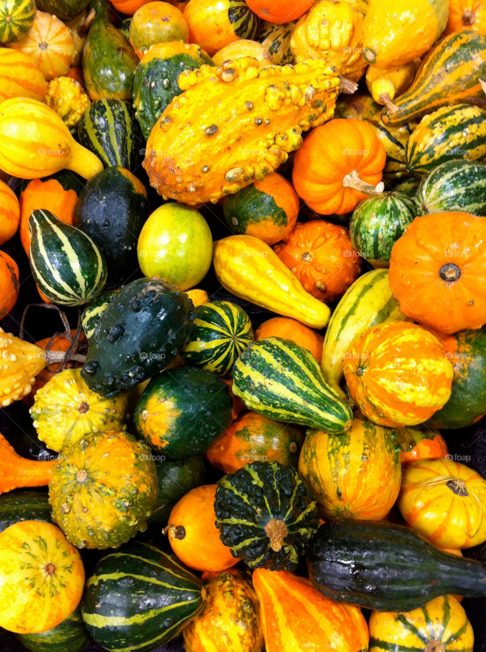 Squash and pumpkins during the fall season.