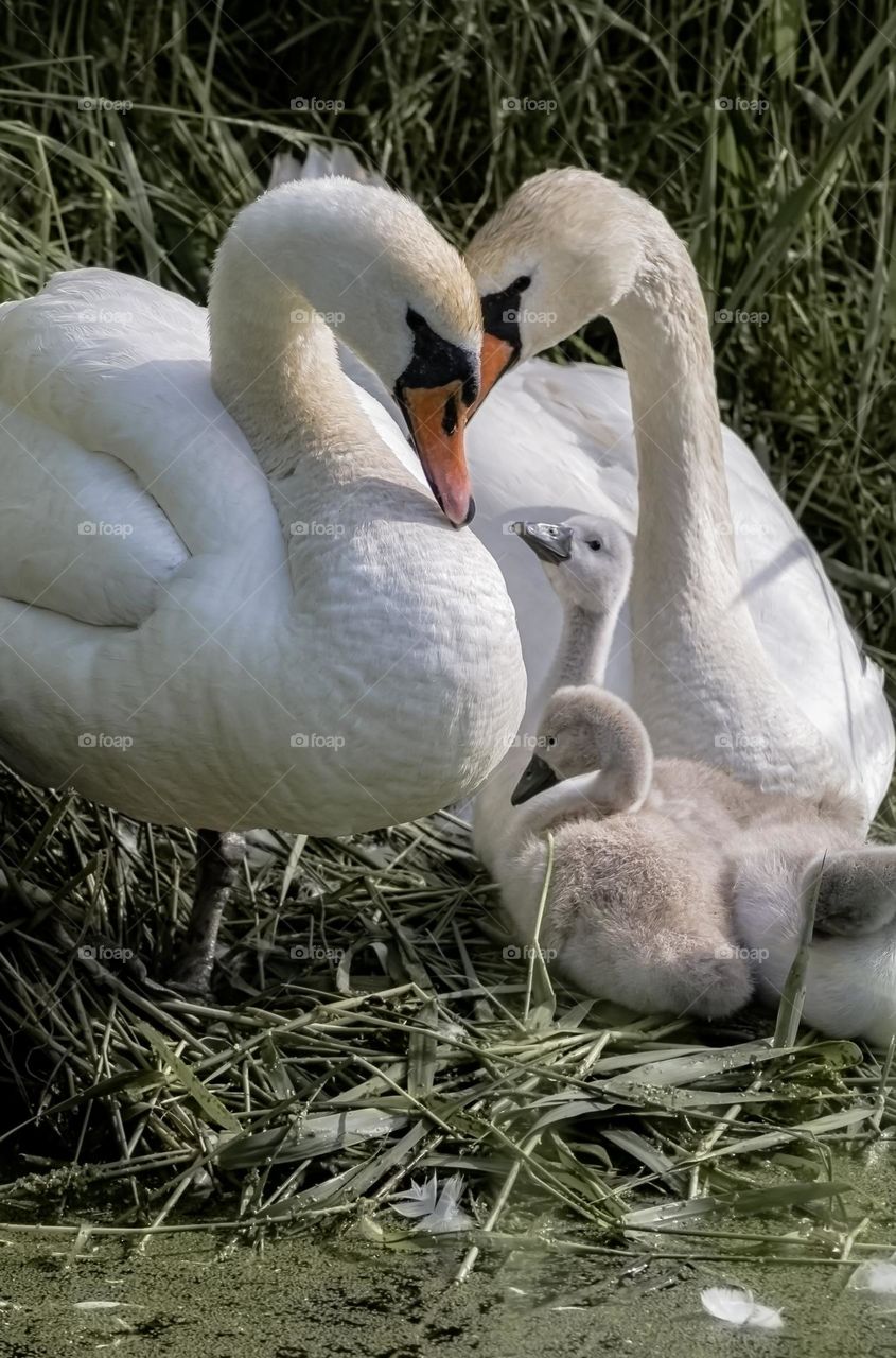 2 adult swans with 3 cygnets on a river bank 