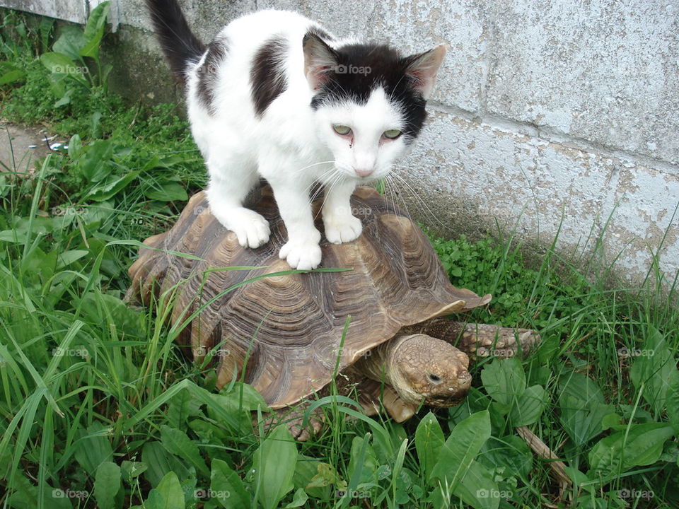 kitten riding tortoise