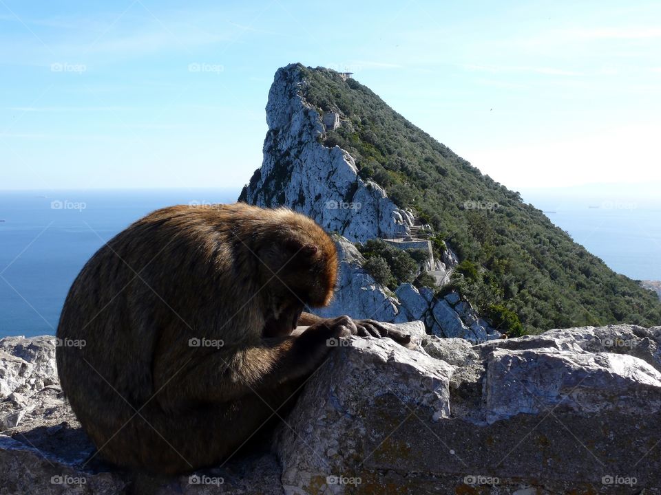 Barbary macaque sleeping on rock formation against seascape in Gibraltar.