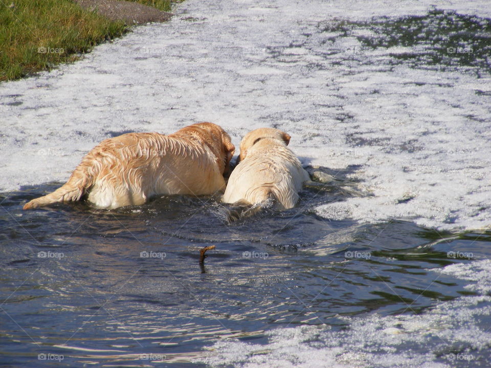They are Labrador retrievers in a pond with floating cotton from the trees.