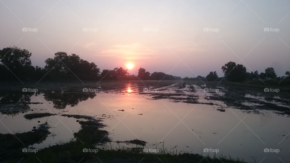 sunset paddy field