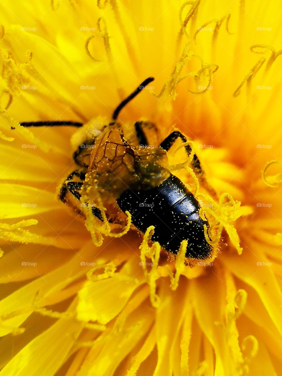 A bee pollinates a dandelion flower