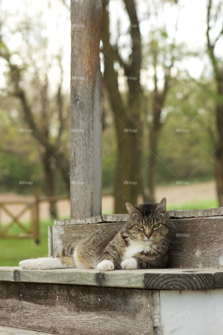 A grey tabby laying on a rustic wooden step with a background of blurred wooden gate and trees