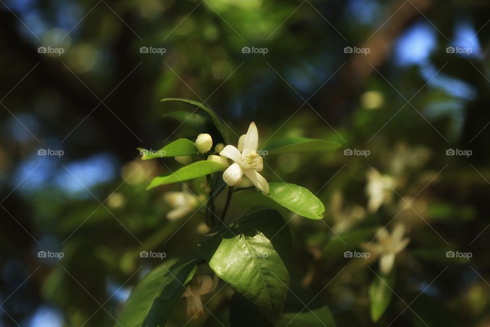 Orange Blossom