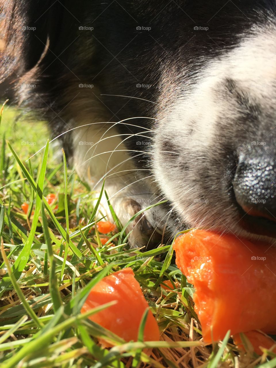 peter the border collie closeup eating carrot
