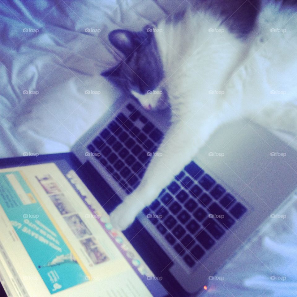 Cat after one too many...  