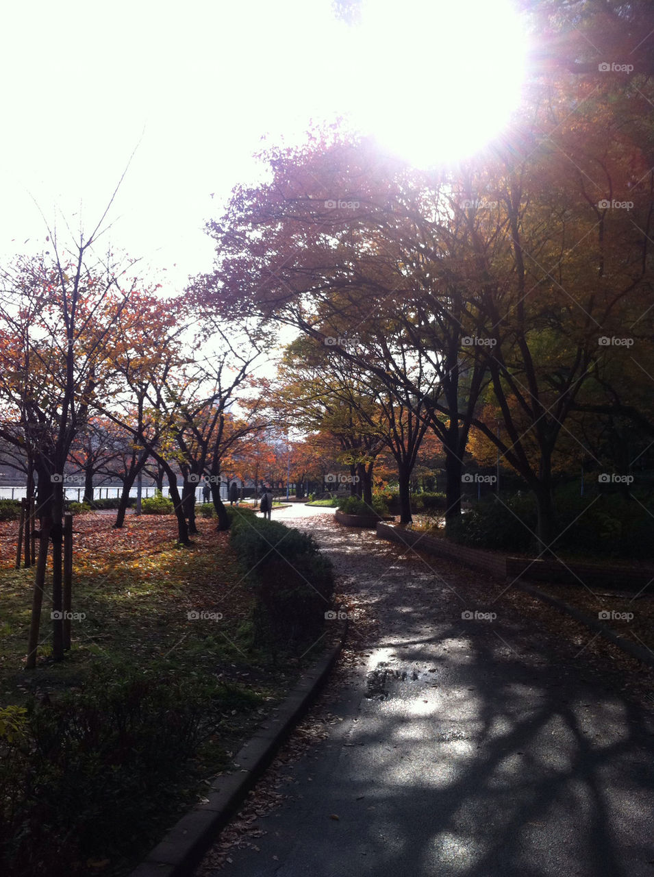 autumn riverside japan sunshine by takjapan
