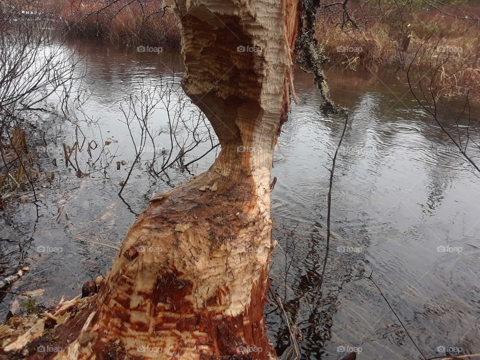 Tree chewed by beavers