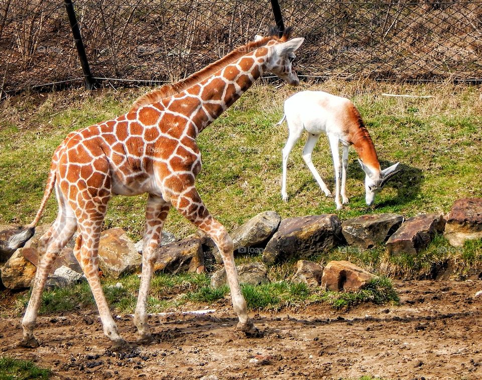 baby giraffe makes unlikely friend