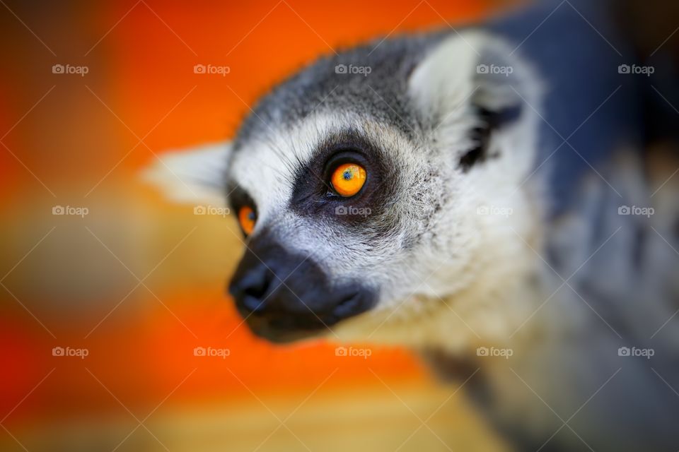 Ringtailed  Lemur in Natural Light 