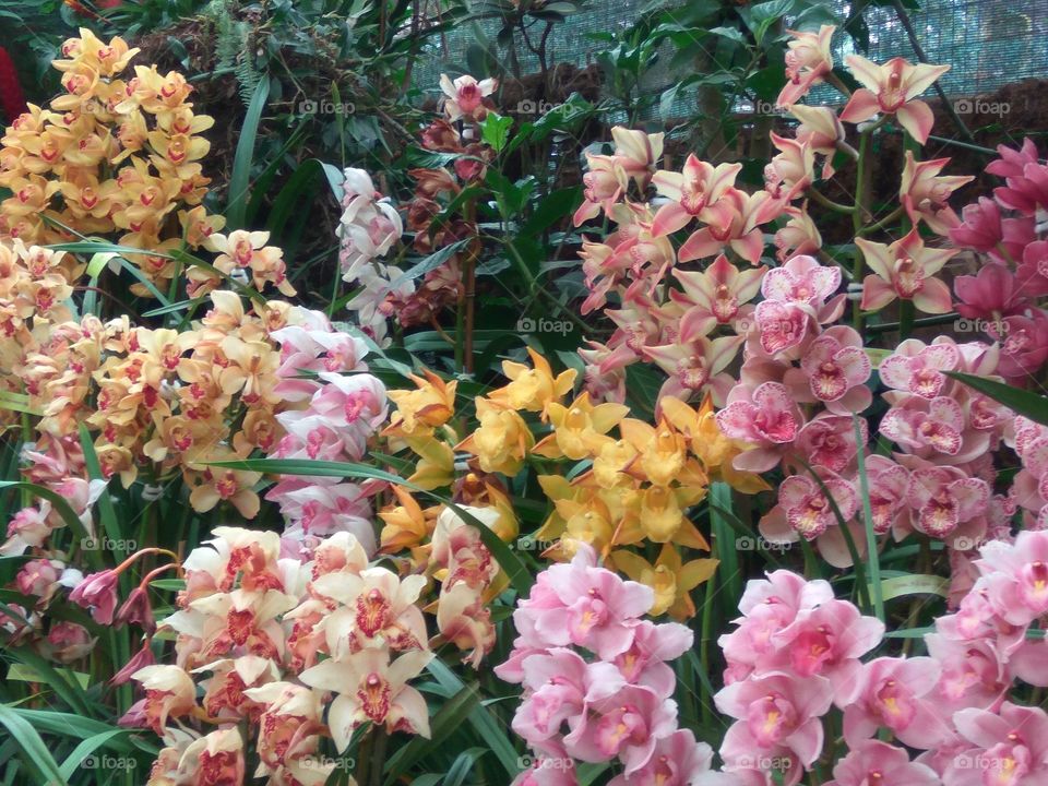 Orchids Garden