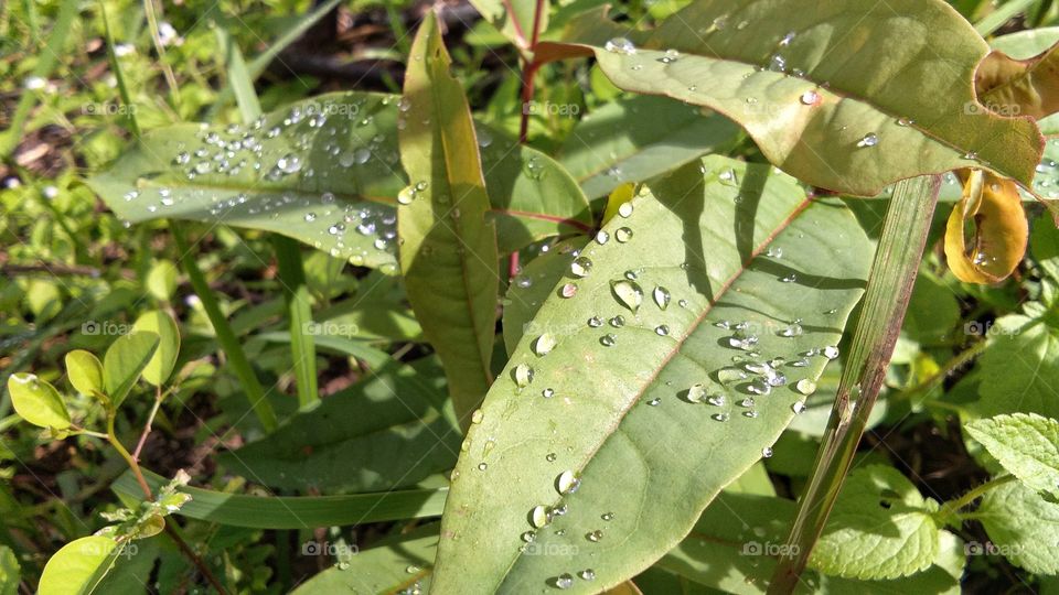 see the drops of the rain in these leaves