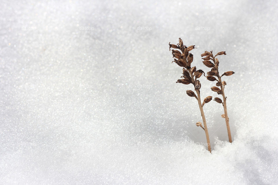 Snow covered nature and two plants in the snow, close up