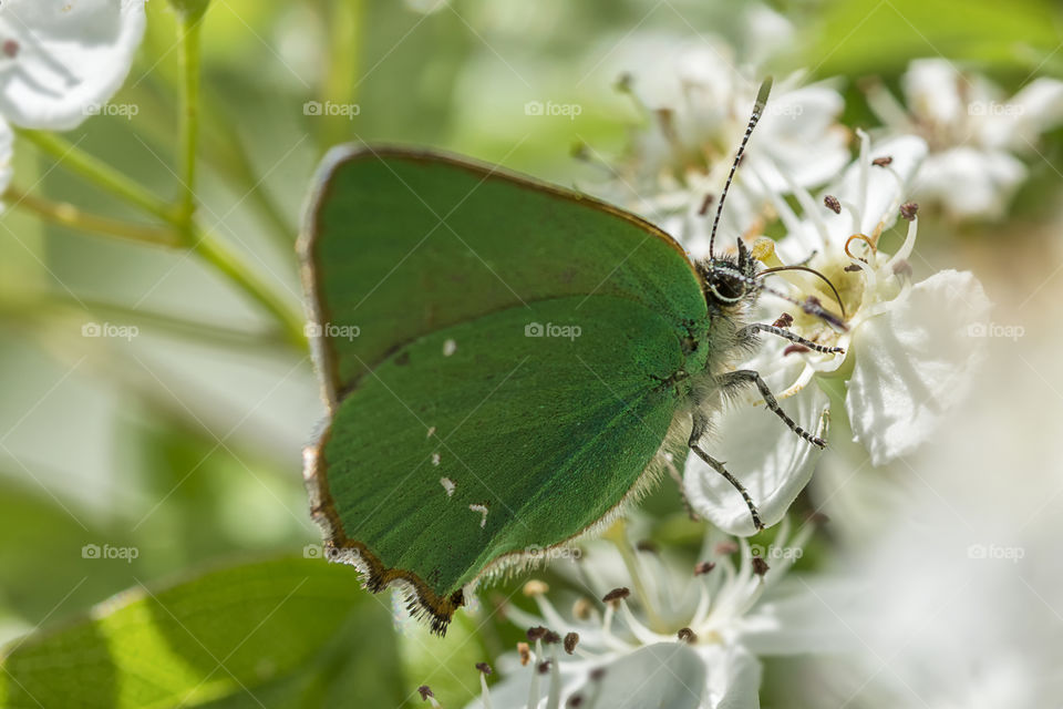 Green butterfly on white flower