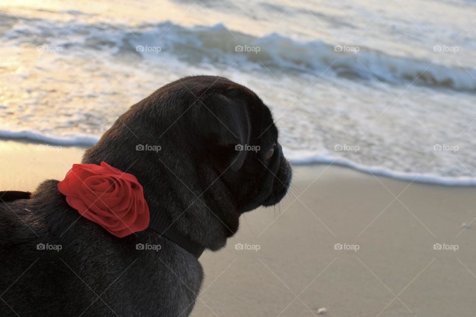 Lucy Lu at the Beach