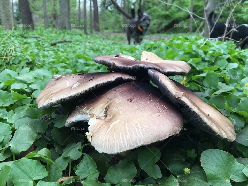Big mushrooms small dog