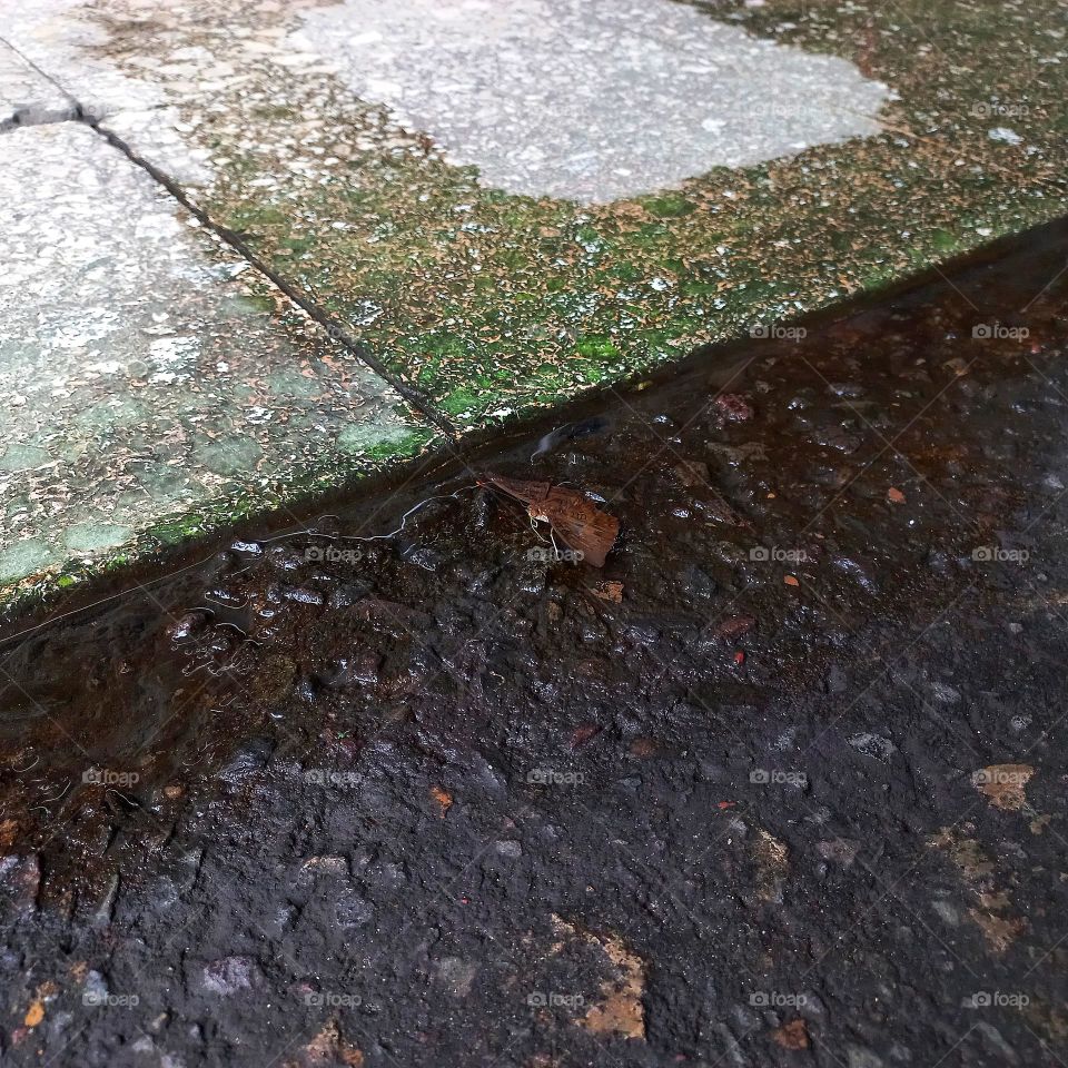 the butterfly landed on the wet terrace