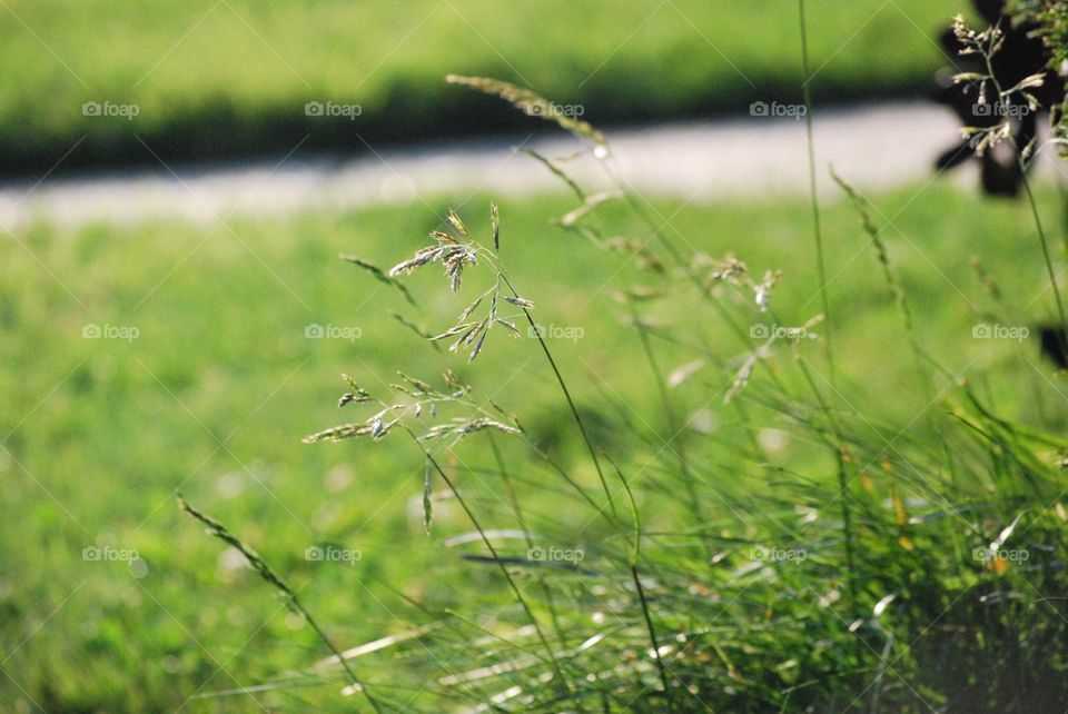 grass