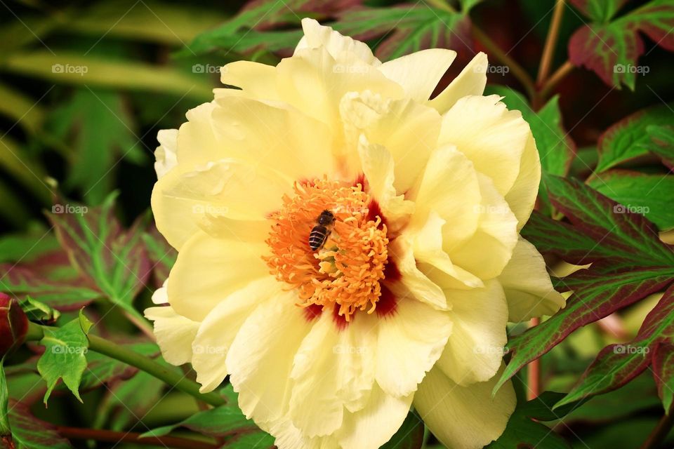 Beautiful flowers in bloom