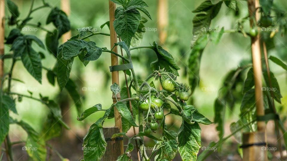 Tomato. Green tomatoes