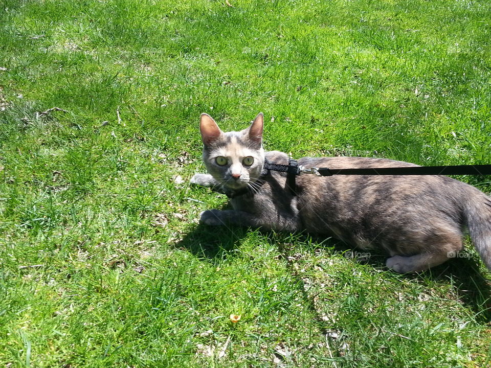Cat on Leash--I Hate You For This