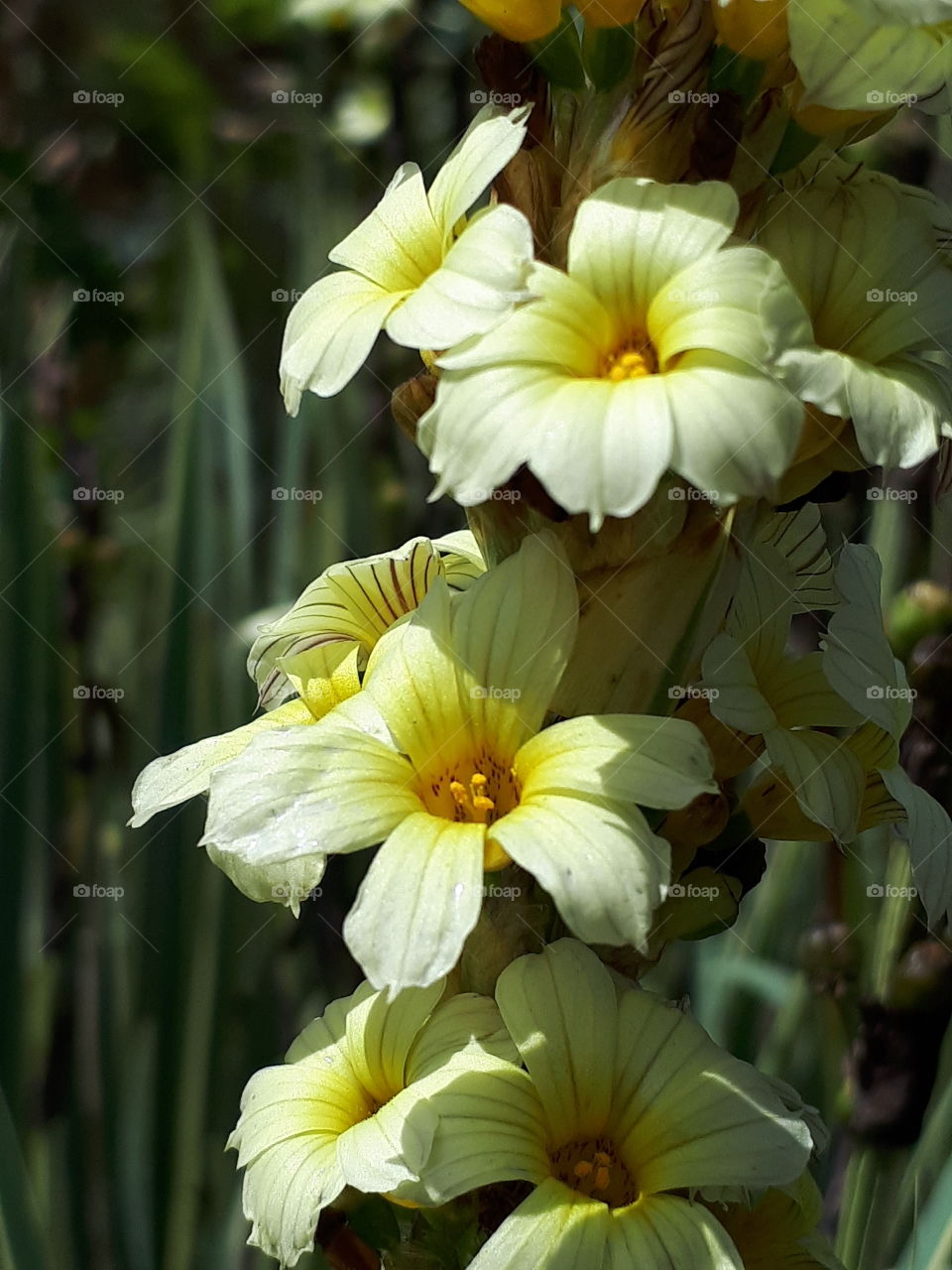 Delicate Flowers