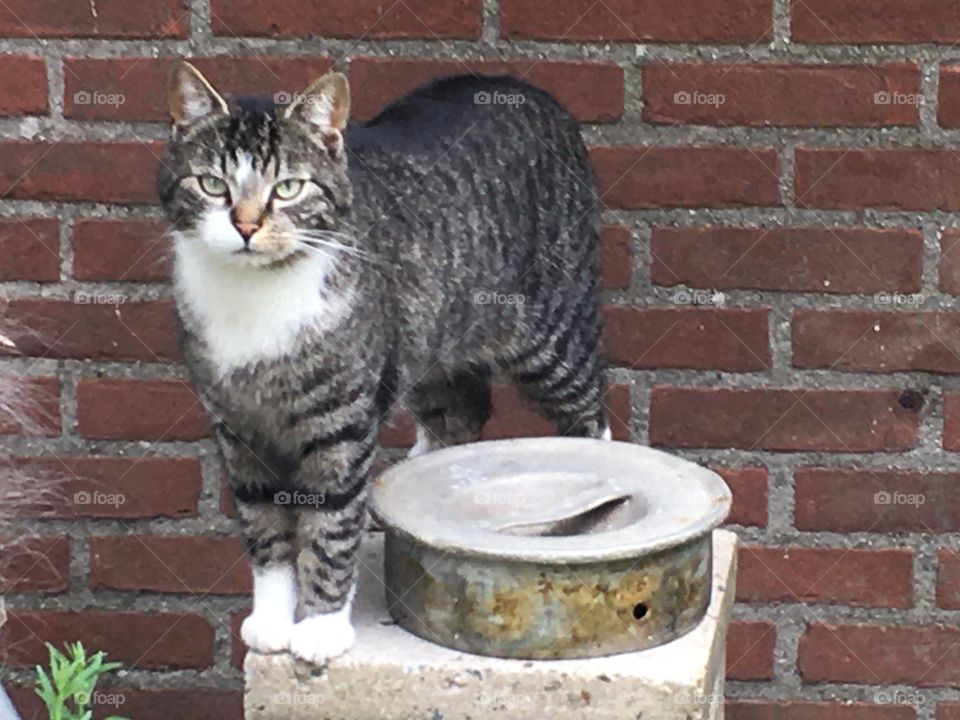 Tiger cat in back yard