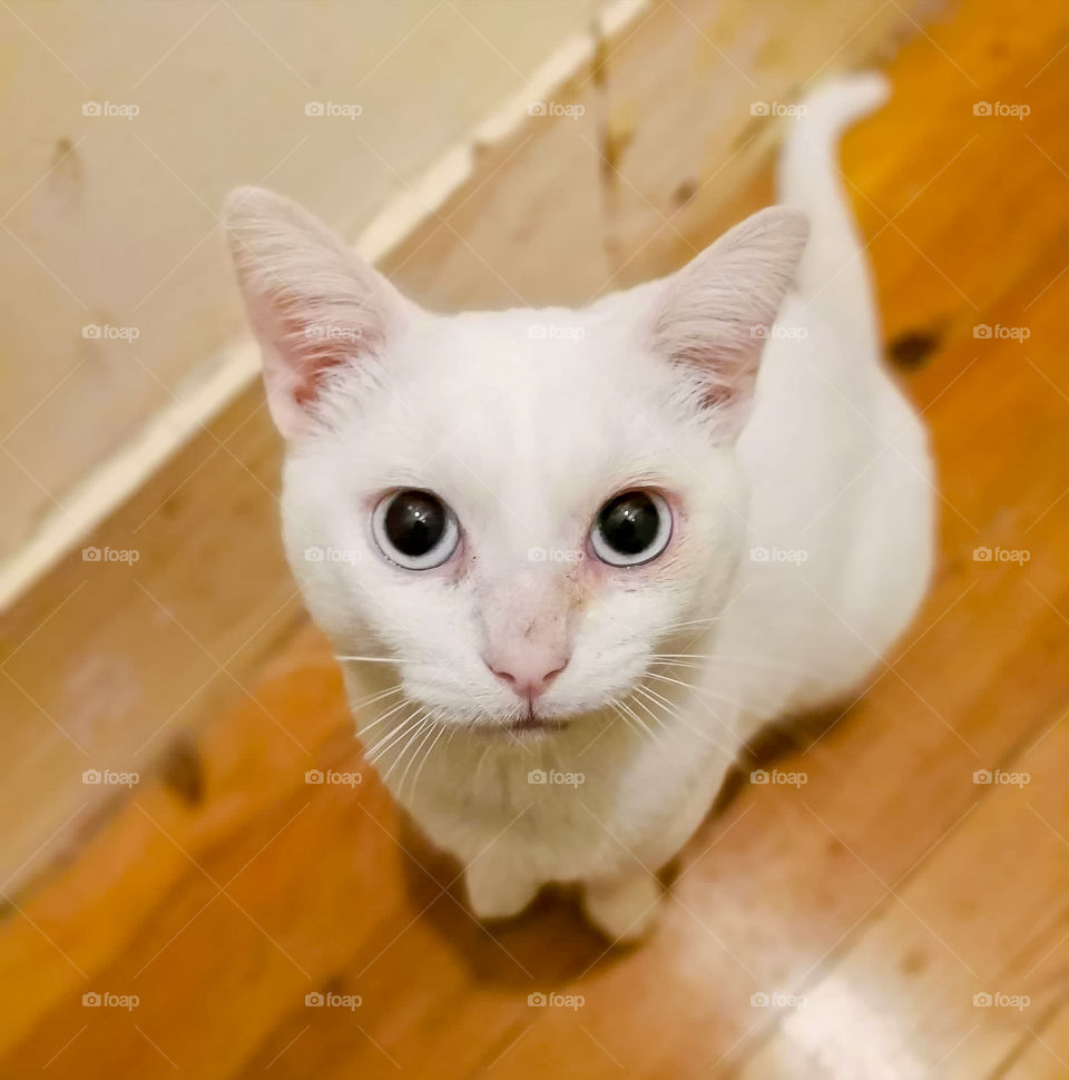 White cat with black eyes