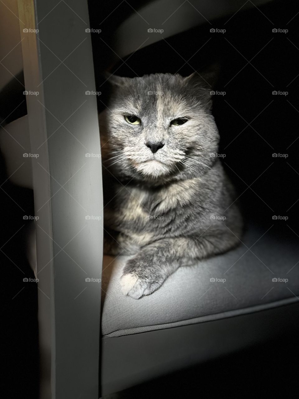 Cats have emotions, and they can feel them pretty deeply. Beware! 