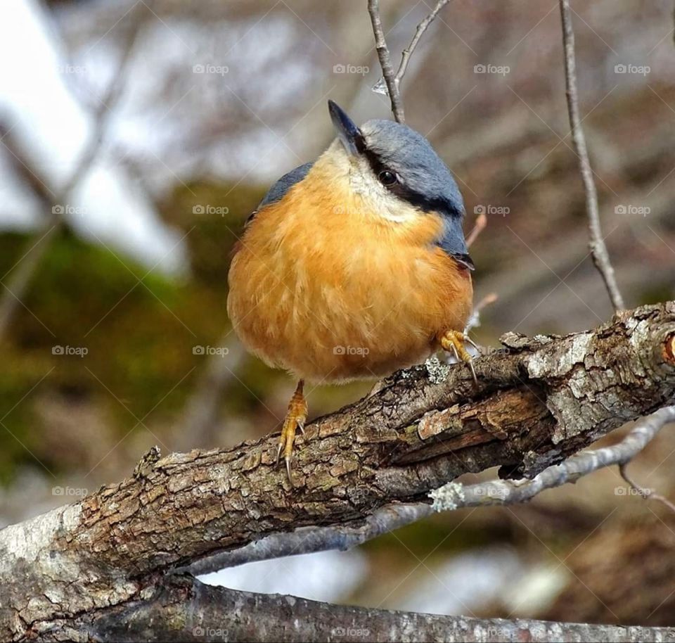 Bird in Maksimir Park