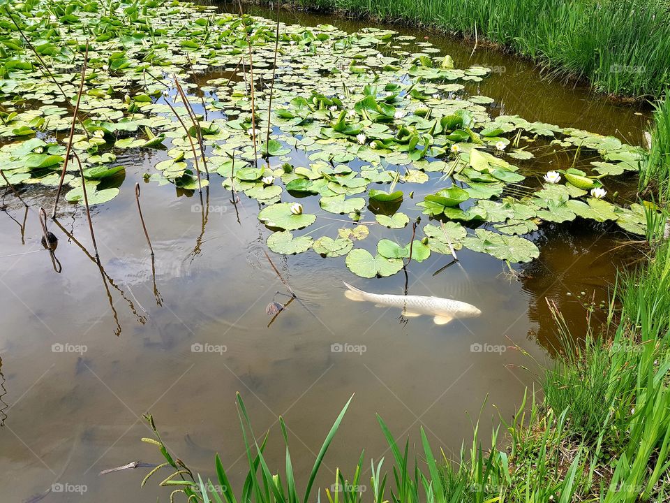 water lily and fish, botanic garden, summer time