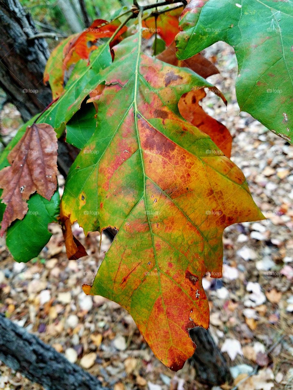 turning leaved