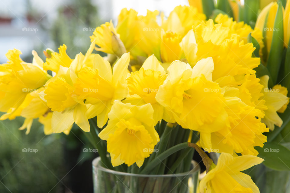 Close-up of yellow flowers