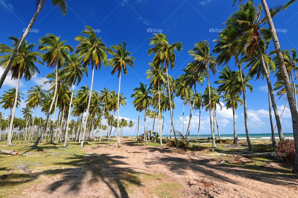 Coconut trees on tropical beach with blue sky background