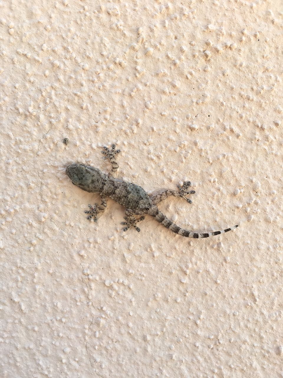 Sardinia 2016. Geko
